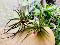 two air plants on top of a wooden table