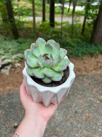 a person holding a small succulent plant in a white pot