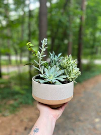 a person holding a bowl of succulents in the woods